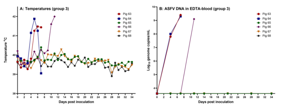 Rectal temperature and ASFV load in the blood of group 3 pigs