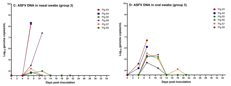 ASFV levels in the nasal and oral cavities of pigs fed the high dose of virus
